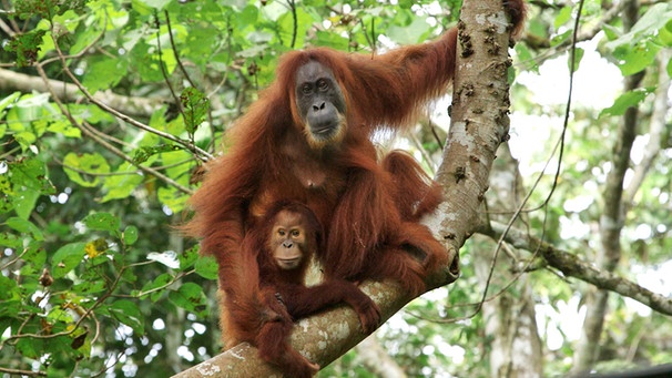 Orang-Utan Gober mit ihrer Tochter | Bild: BR/tigerbaby.tv