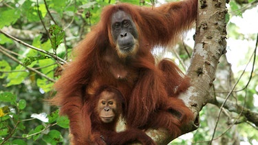 Orang-Utan Gober mit ihrer Tochter | Bild: BR/tigerbaby.tv