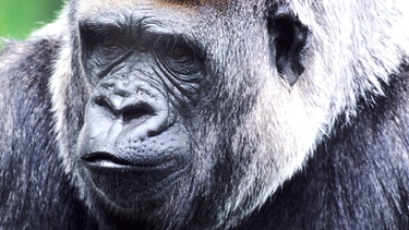Oberhaupt Makumba - der älteste Silberrücken einer Gorillafamilie | Bild: BR/Stefan Preis