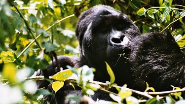 Gorilla | Bild: BR