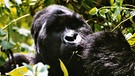 Gorilla | Bild: BR