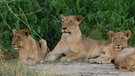 Löwen im Gorongosa-Nationalpark | Bild: BR/Bernd Strobel