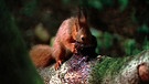 Eichhörnchen | Bild: BR/Angelika Sigl