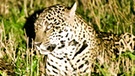 Pantanal: Ein Jaguarweibchen mit Tochter | Bild: BR/Andrea Rüthlein 