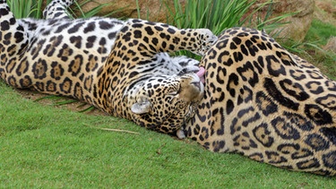 Jaguargeschwister | Bild: BR / Andrea Rüthlein