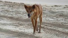 Ein Dingo am Strand von Nordqueensland | Bild: BR/Angelika Sigl