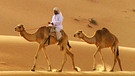 Kamele, Beduinen | Bild: BR
