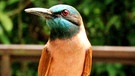 Karminspint | Bild: BR/Jurong BirdPark