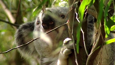 Koala | Bild: BR