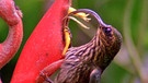 Vögel der Anden: Kolibri | Bild: BR/Angelika Sigl