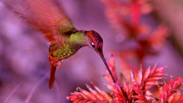Vögel der Anden: Kolibri | Bild: BR/Angelika Sigl