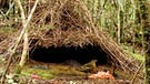 Laubenvogel in West-Papua | Bild: BR/Pauli Hien