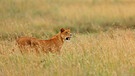 Löwe in der Serengeti | Bild: picture-alliance/dpa