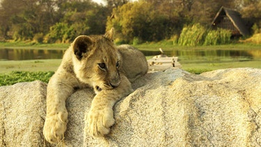 Löwe in Zimbabwe  | Bild: BR/Odwin von Wurmb