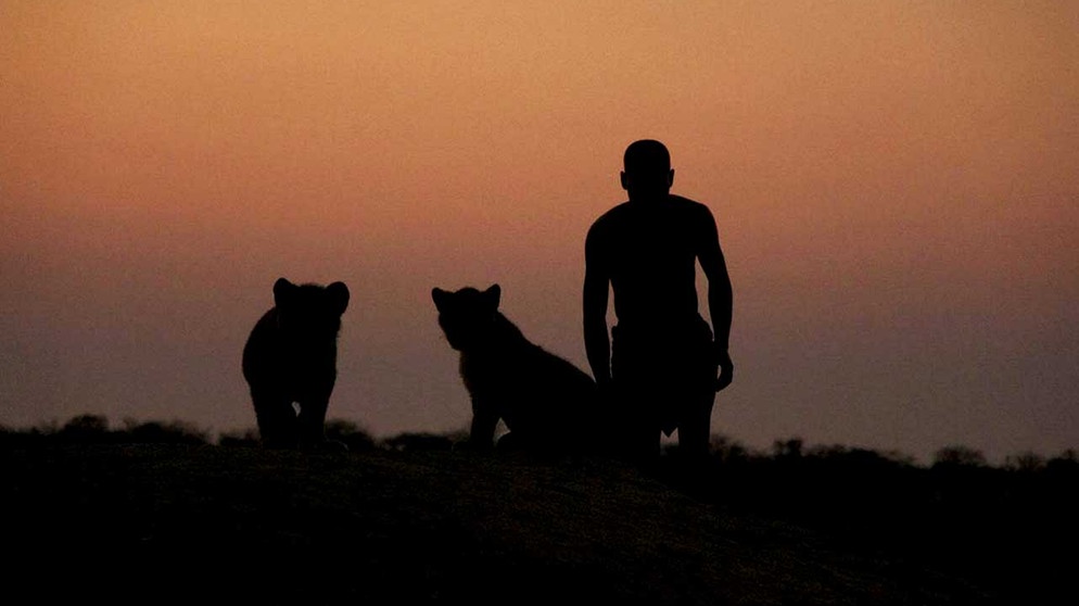 Abendstimmung: Löwen in Zimbabwe  | Bild: BR/Odwin von Wurmb