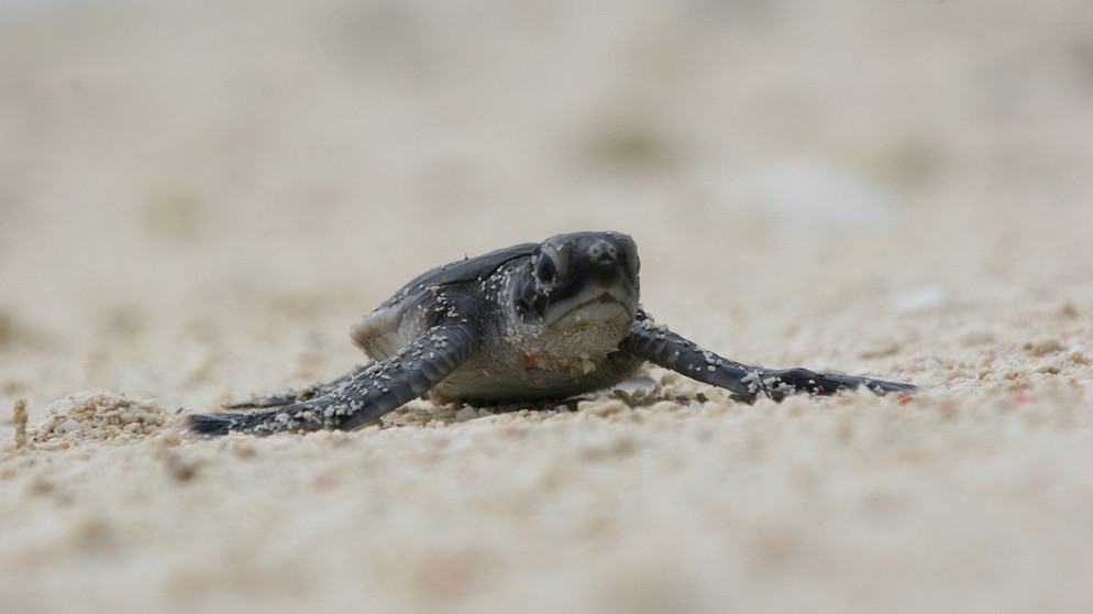 Meeresschildkröten | Bild: BR