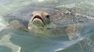 Meeresschildkröten | Bild: BR/Eberhard Meyer