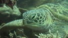 Meeresschildkröten | Bild: BR
