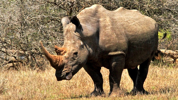 Ein Rhinozeros | Bild: BR/Udo A. Zimmermann