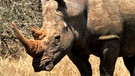 Ein Rhinozeros | Bild: BR/Udo A. Zimmermann