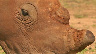 Nashorn ohne Horn | Bild: BR