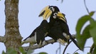 Borneo: Nashornvogel | Bild: BR / Felix Heidinger