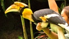 Nashornvogel | Bild: BR/Jurong BirdPark