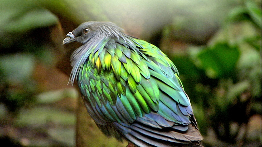 Nikobarentaube | Bild: BR/Jurong BirdPark
