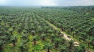 Ölpalmplantagen in Sumatra | Bild: BR
