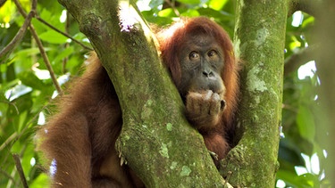 Orang-Utan in Sumatra | Bild: BR/Alain Compost/Sumatra Orangutan Conservation Program