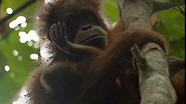 Borneo: Ornag-Utan | Bild: BR / Felix Heidinger