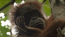 Borneo: Ornag-Utan | Bild: BR / Felix Heidinger