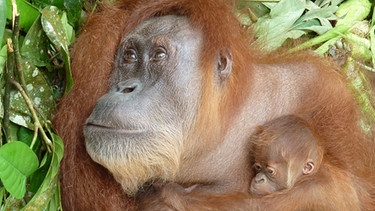 Orang-Utan Gober mit Zwillingen in Sumatra | Bild: BR/Alain Compost/Sumatra Orangutan Conservation Program