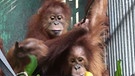 Orang-Utan-Mutter Gober mit ihren Zwillingen | Bild: BR/tigerbaby.tv