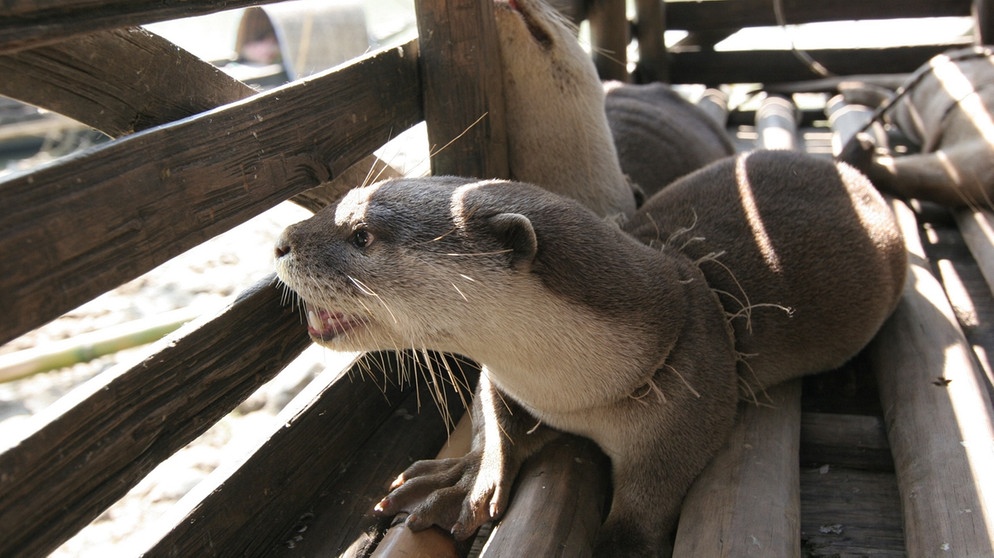 Otter | Bild: BR/Eberhard Meyer