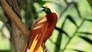 Paradiesvogel | Bild: BR/Jurong BirdPark