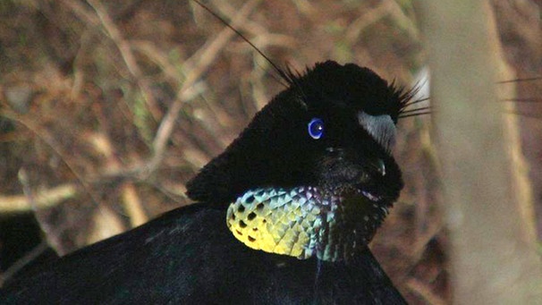 Neuguinea: Sichelparadiesvogel | Bild: BR/Eberhard Meyer