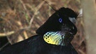 Neuguinea: Sichelparadiesvogel | Bild: BR/Eberhard Meyer