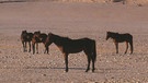 Wilde Pferde in der Namib-Wüste  | Bild: BR/Jo Fröhlich
