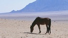 Wilde Pferde in der Namib-Wüste  | Bild: BR/Jo Fröhlich