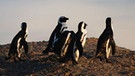 Pinguine vor Südafrika | Bild: BR/Sofie Linke