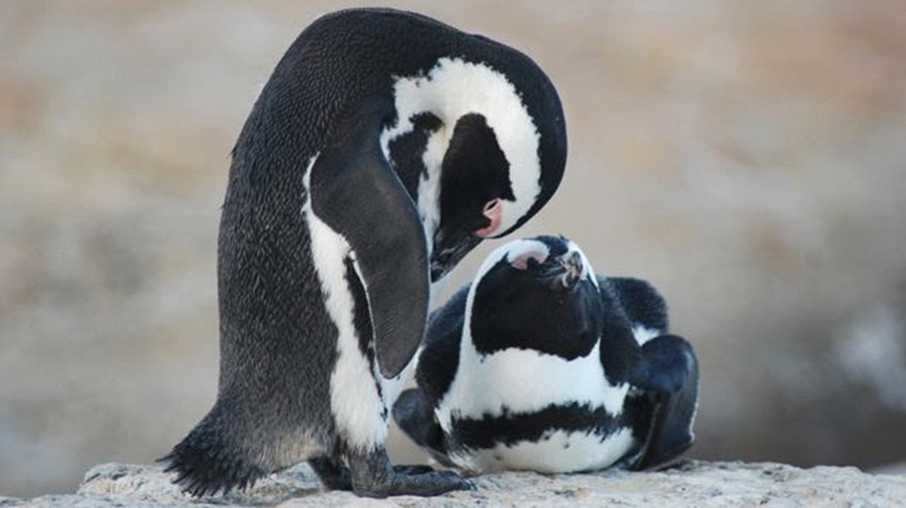 Pinguine vor Südafrika | Bild: BR/Sofie Linke