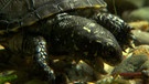 Europäisches Sumpfschildkrötenbaby | Bild: BR/Markus Schmidbauer