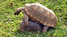 Schildkröten bei der Paarung | Bild: BR / Andrea Rüthlein
