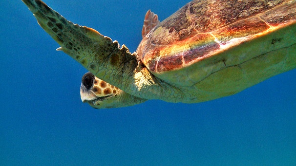 Schildkröte im Mittelmeer | Bild: BR/Hydra-Institut