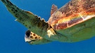 Schildkröte im Mittelmeer | Bild: BR/Hydra-Institut