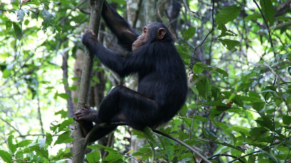 Schimpansen im Mahale Mountains National Park | Bild: BR/Dr. Christof Schenck