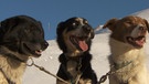 Schlittenhunde am Mont Blanc | Bild: BR