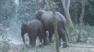 Elefanten auf den Andamanen | Bild: BR