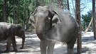 Elefanten auf den Andamanen | Bild: BR/Birgit Kruschwitz
